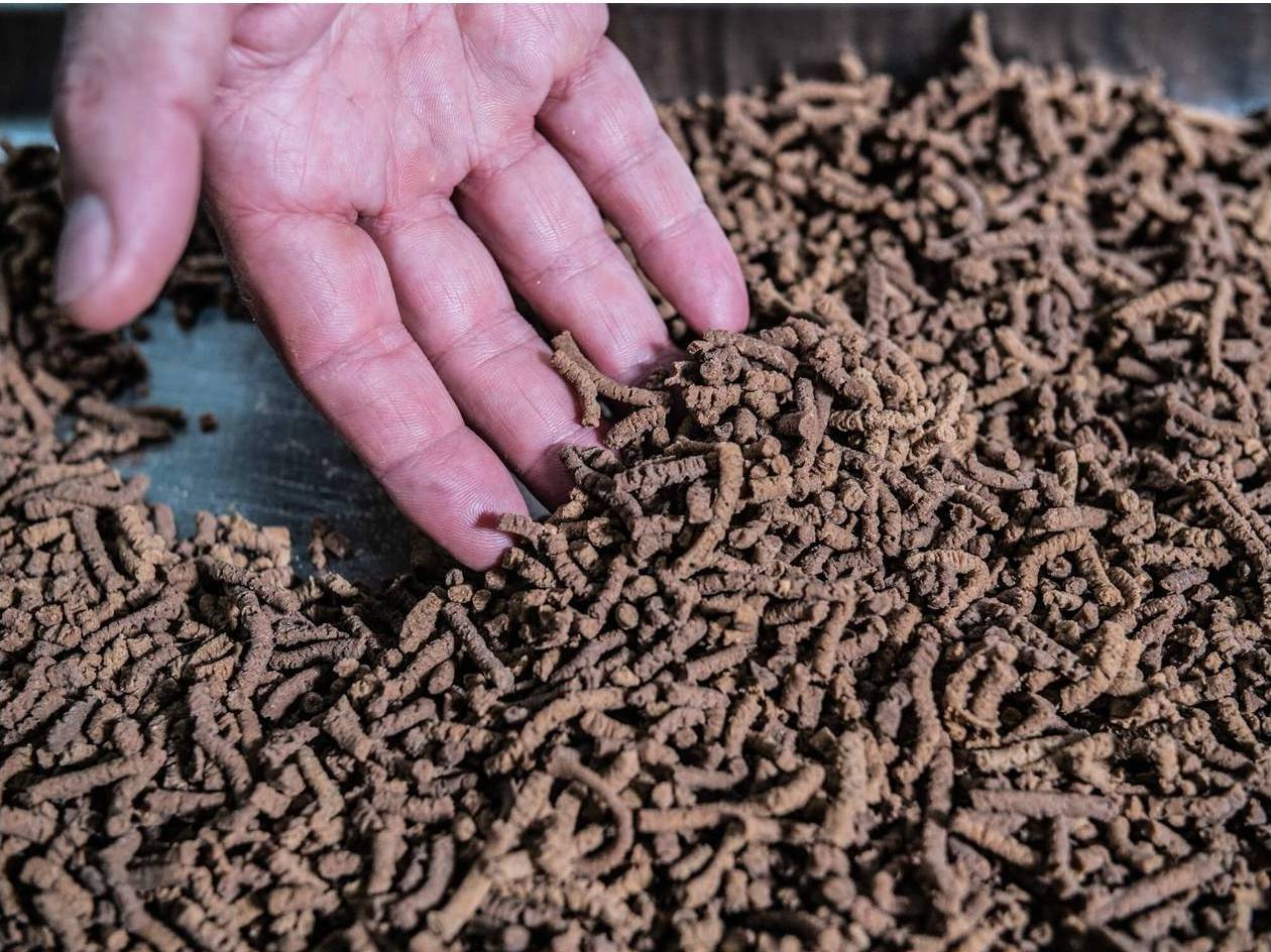 Manduca listo para cocinar